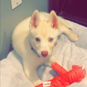 Meet your Posher, Max